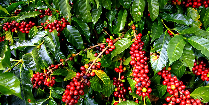 Bali Coffee Plantation