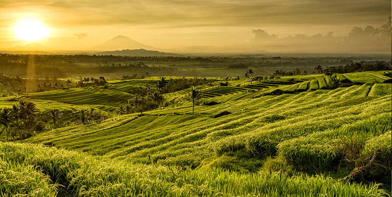 Jatiluwih Rice Terrace